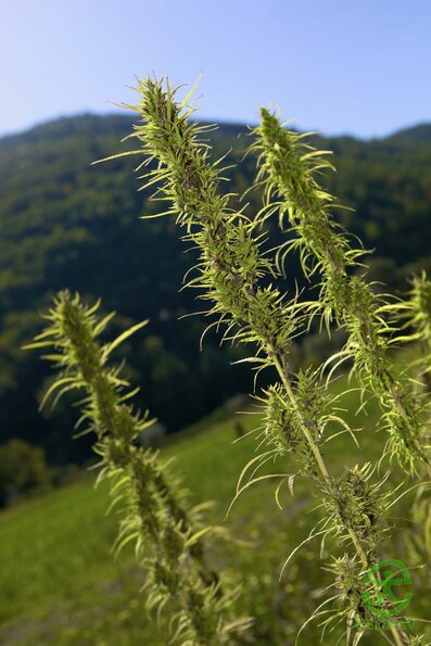 Raccolta Canapa_0010