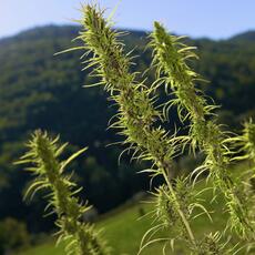 Raccolta Canapa_0010
