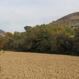 POZZANO DI SCHEGGINO