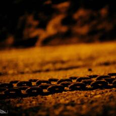DSCF7013