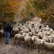 AZIENDA I TROCCHI AGRESTINI POGGIODOMO 2014