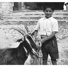 Capra_facciuta-SanGiorgio-1950