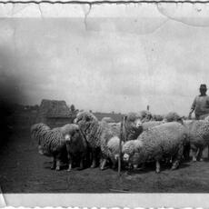 Sopravissane-Montebovi-2-1930c