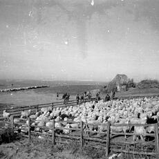 stazzo