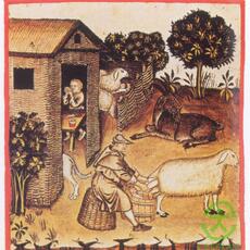 mungitura3