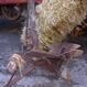 MOSTRA CARRI A SELLANO 2003