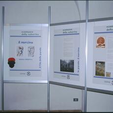 Norcia mostra tartufo 1998-mostra maiale15