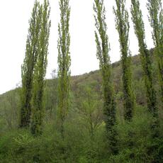IMG_5733
