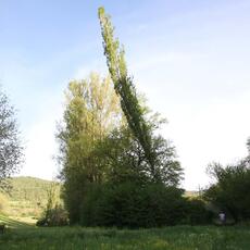 IMG_9206