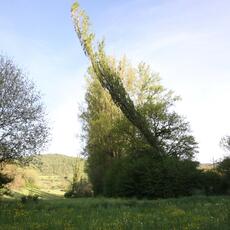 IMG_9207