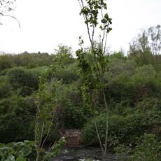 IMG_1775