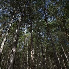 Bosco_0004