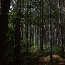 Bosco_0008