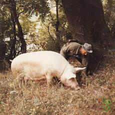 14-raccolta tartufo maiale
