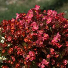 Fiori_0001