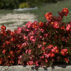 Fiori_0002