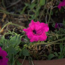Fiori_0007