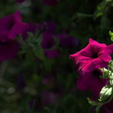 Fiori_0008