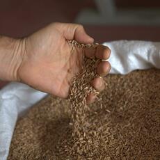 Lavorazione Cereali_0155