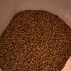 Lenticchia_0003