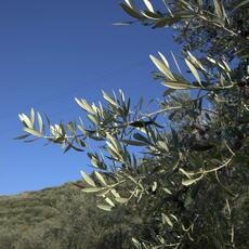 Agricoltura_0022