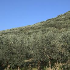 Agricoltura_0023