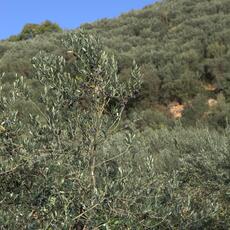 Agricoltura_0024